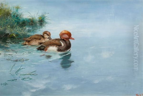 Red Crested Pochard - view 1
