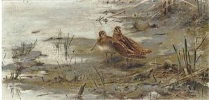 Snipe At The Waters Edge by George Edward Lodge