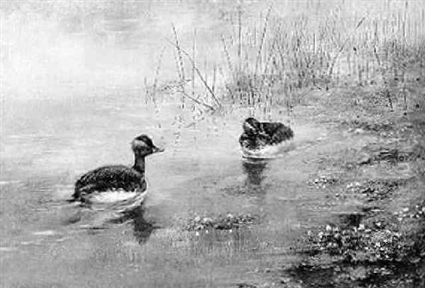 A Pair Of Black-necked Grebes At The Water's Edge - view 1