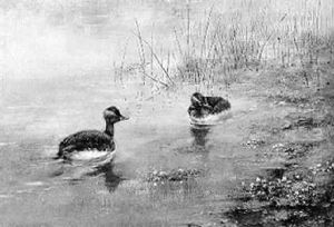 A Pair Of Black-necked Grebes At The Water's Edge by George Edward Lodge