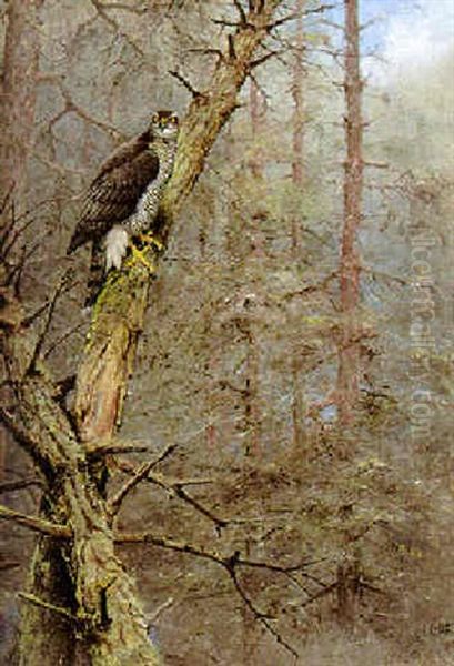 A Goshawk - view 1