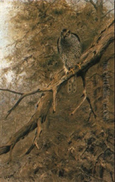 A Goshawk - view 1