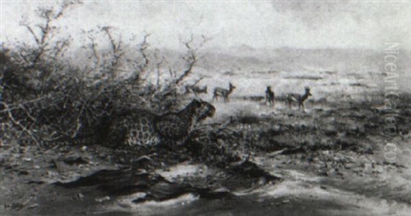 Leopard Watching Gazelle - view 1
