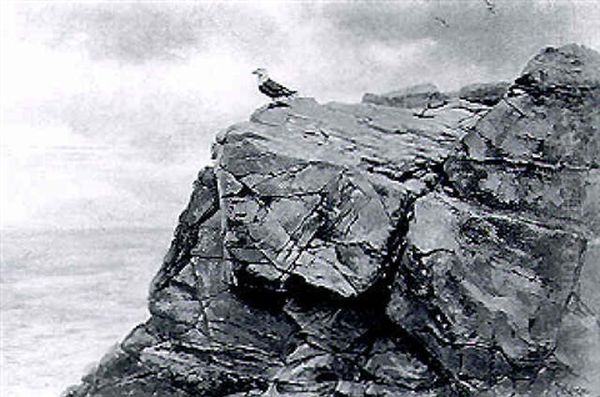 Black-backed Gull On A Cliff Top - view 1