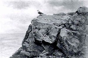 Black-backed Gull On A Cliff Top by George Edward Lodge