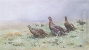 Red Grouse On Heathland