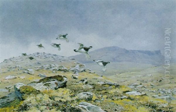 Ptarmigan In Flight - view 1