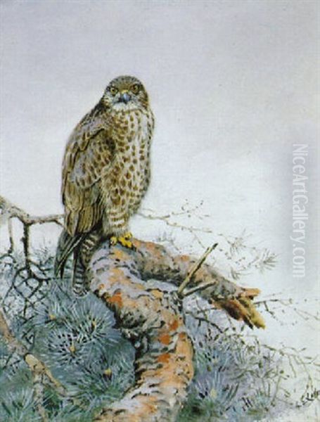 A Buzzard In A Scots Fir - view 1