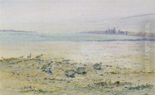 Partridges In A Stubble Field - view 1