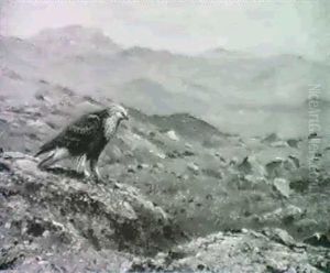 A Rough-legged Buzzard A Rough-legged Buzzard