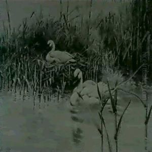 A Pair Of Mute Swan A Pair Of Mute Swan
