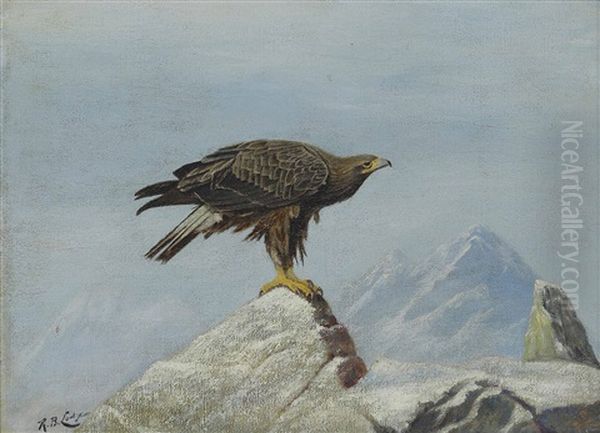 A Young Sea Eagle On A Rocky Outcrop - view 1