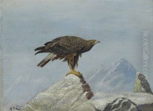 A Young Sea Eagle On A Rocky Outcrop