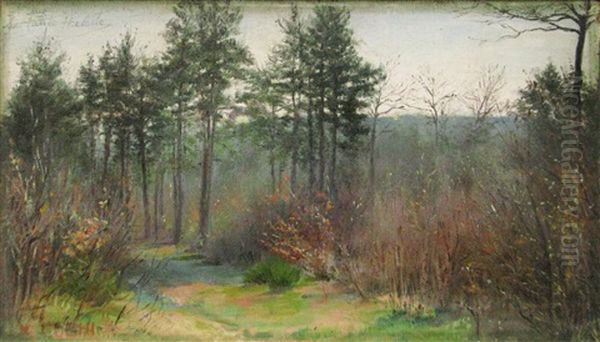 Morning In The Forest - view 1