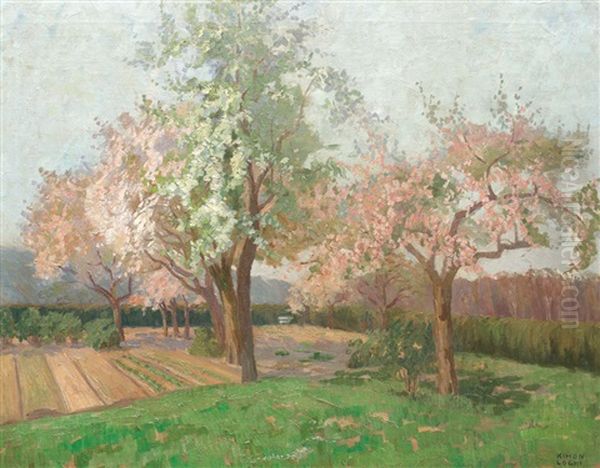 Cherry Trees In Bloom - view 1