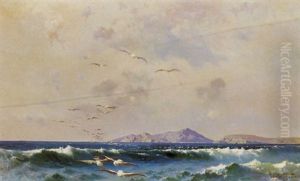Gabbiani In Volo