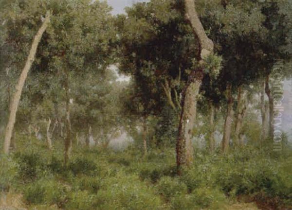 Bosco - view 1