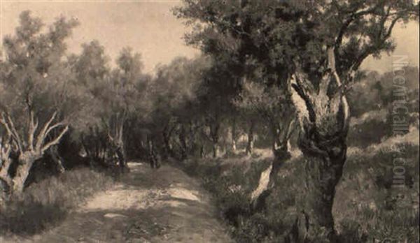 Sentiero Tra Gli Ulivi - view 1
