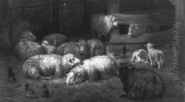 Schapen In Hun Kooi - view 1