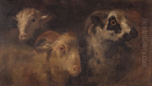 Studi Di Animali - view 1