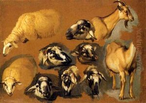 Studio Di Teste Di Animali