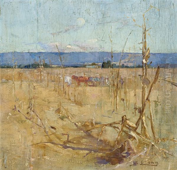 Corn Growing In The Hawkesbury - view 1