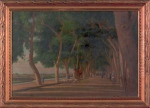 Lebbek Avenue Cairo