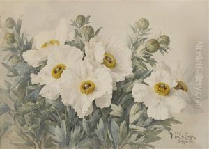 White Poppies