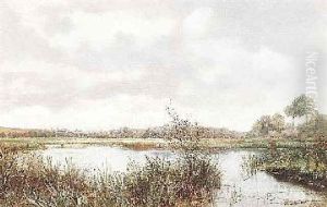 Sumpfiger See Mit Bewaldetem Ufer Unter Bewolktem Himmel Sumpfiger See Mit Bewaldetem Ufer Unter Bewolktem Himmel