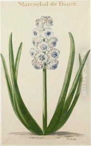 Marechal De France: A Hyacinth by Pieter van Loo