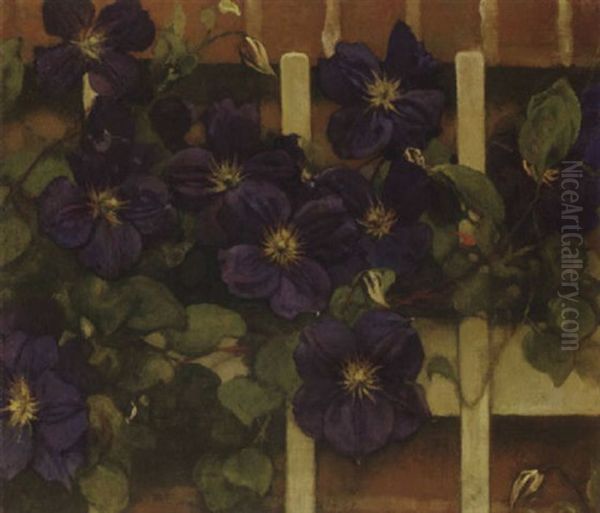 Clematis Tegen Hekwerk - view 1