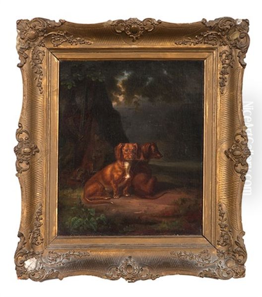 Dachshund - view 1