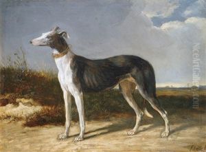 Greyhound