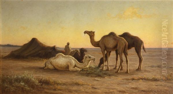 Camels Grazing At A Camp, Biskra, Egypt - view 1