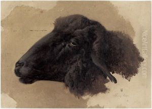 Studie Eines Schafskopfes Nach Links Gewendet by Moritz Eduard Lotze
