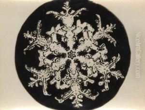 Elegant Studies Of Snow Crystals