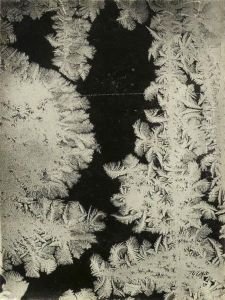 Windowpane Frost Studies by Wilson Alwyn Bentley