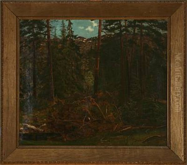 Forest Scene From Norway - view 1