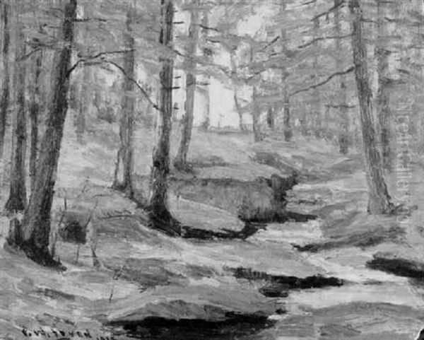 Open Forest - view 1