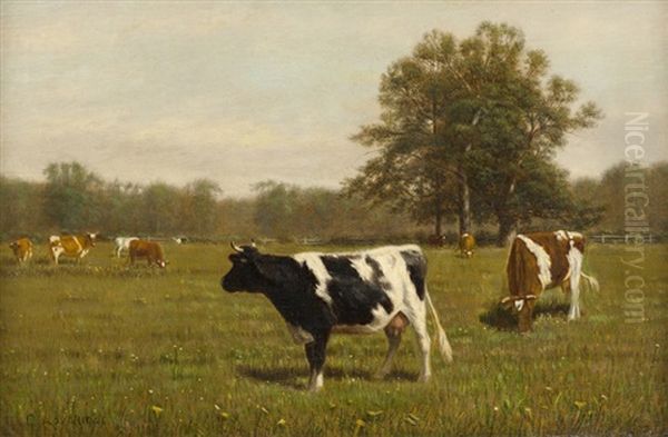 Cows Grazing - view 1