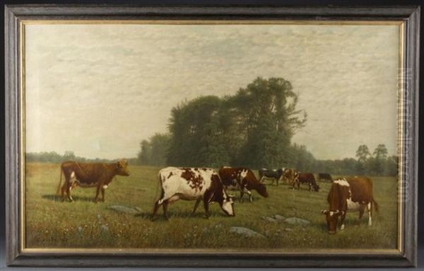 Cows Grazing In A Pasture - view 1