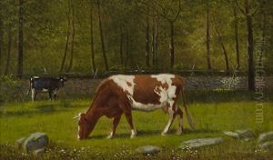 Grazing Cattle Grazing Cattle