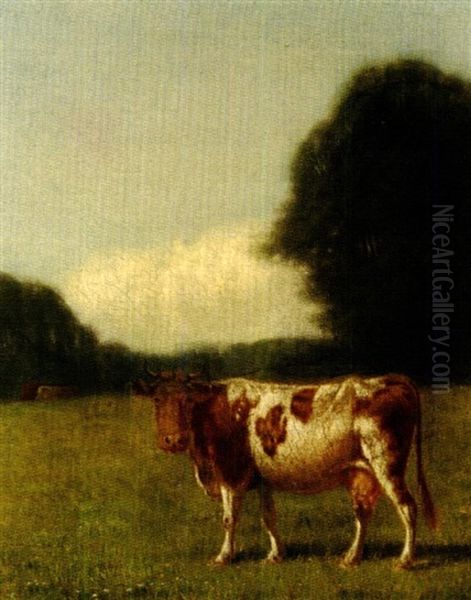 Cow In A Summer Pasture - view 1