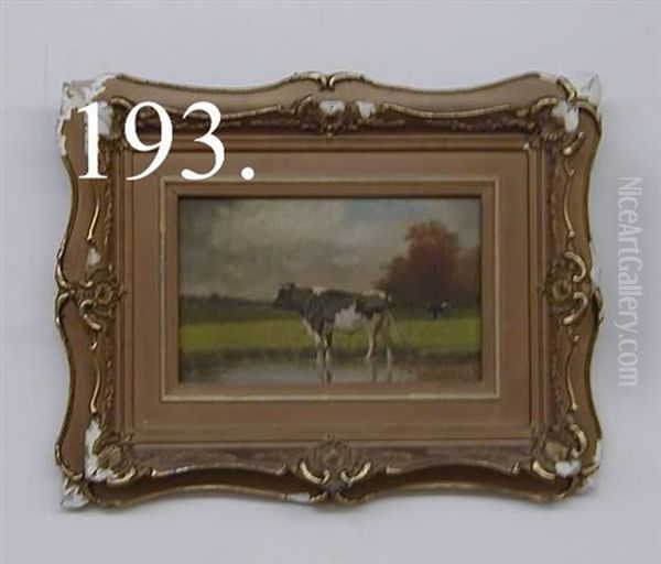 A Cow Wading And Cows In The Pasture - view 1