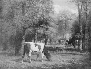 Cows A A Wooded Pasture Cows A A Wooded Pasture