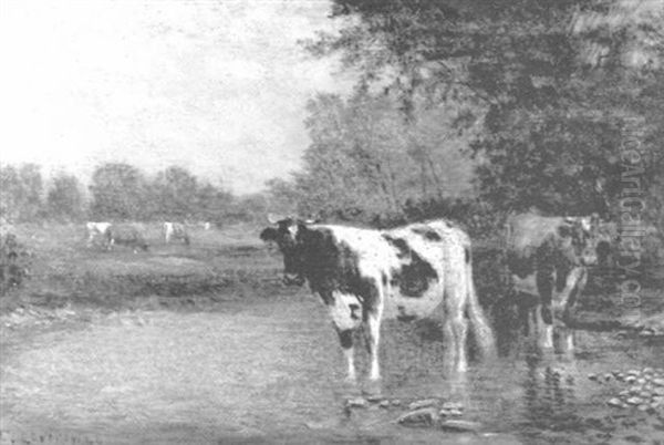 Cows Wading And Watering In A Stream - view 1