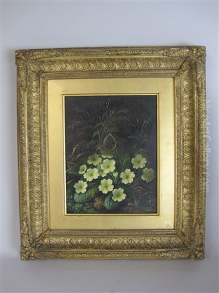Primrose - view 1