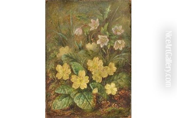 Wild Primroses - view 1