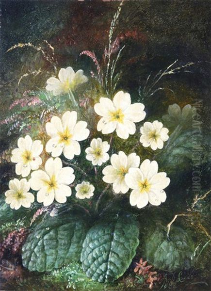 Primroses - view 1