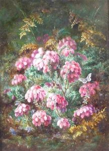 Erica Tetralix With A Butterfly